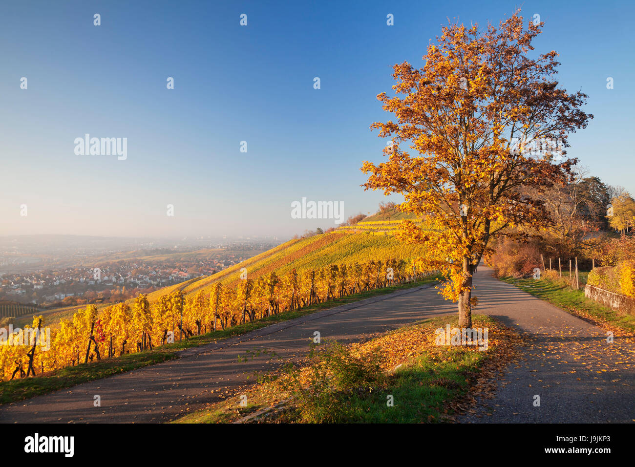 Blick über Stuttgart bei der bei Grabkapelle Stuttgart-Rotenberg , Weinberge bei Sonnenuntergang im Herbst, Bade-Wurtemberg, Allemagne Banque D'Images