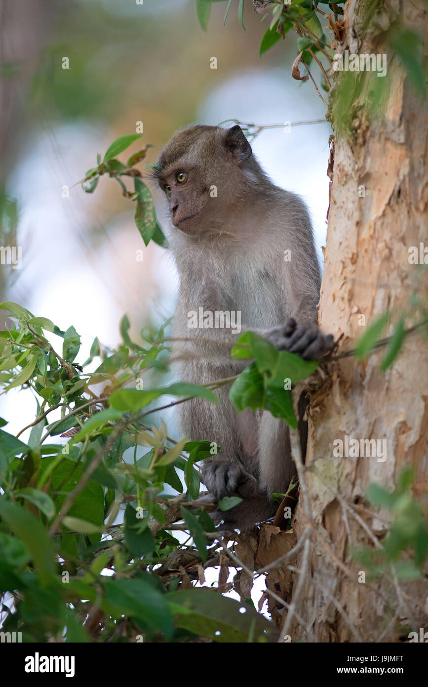 Manger du crabe, Macaque macaque à longue queue (Macaca fascicularis), Thaïlande Banque D'Images