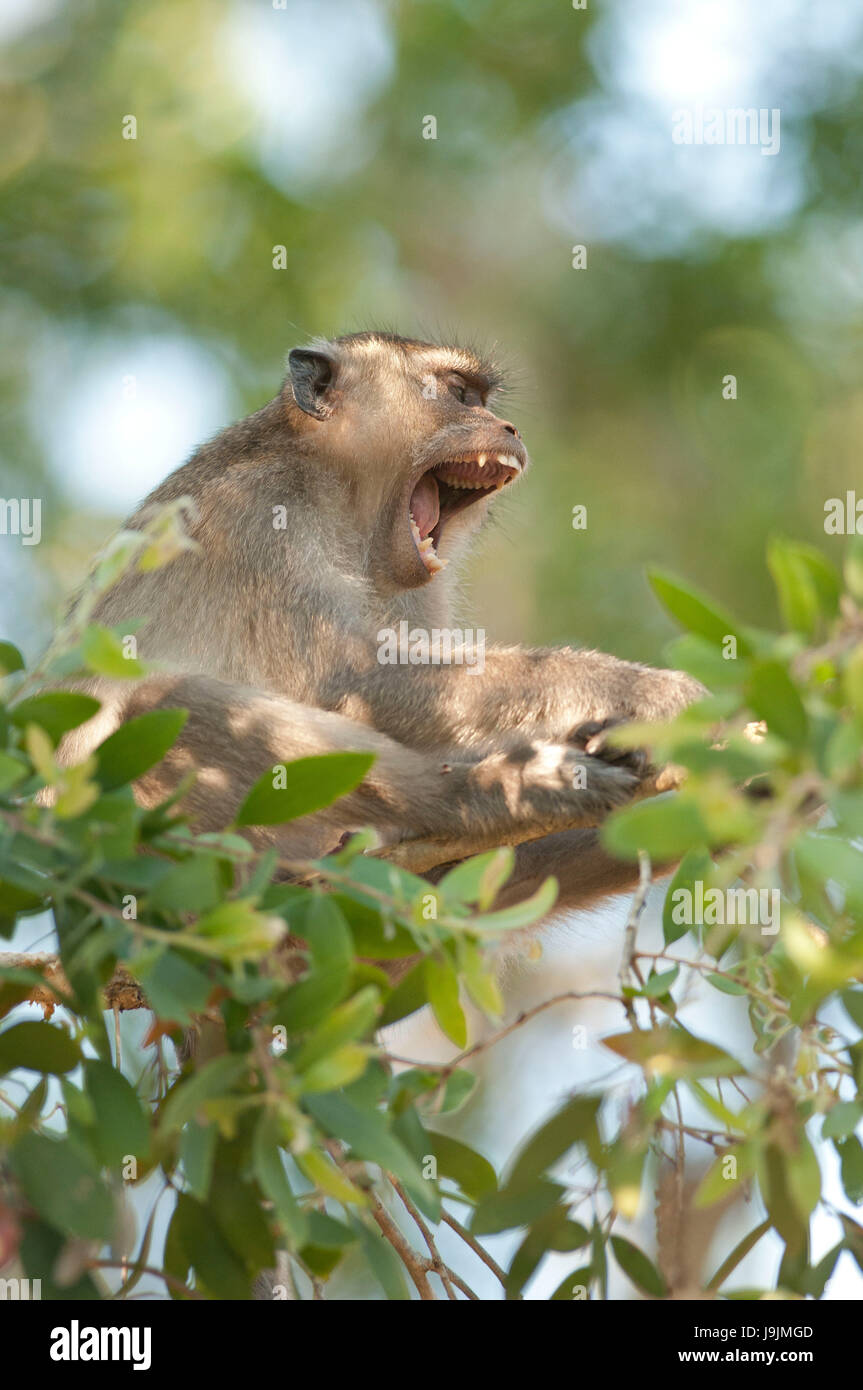 Manger du crabe, Macaque macaque à longue queue, bouche ouverte (Macaca fascicularis), Thaïlande Banque D'Images