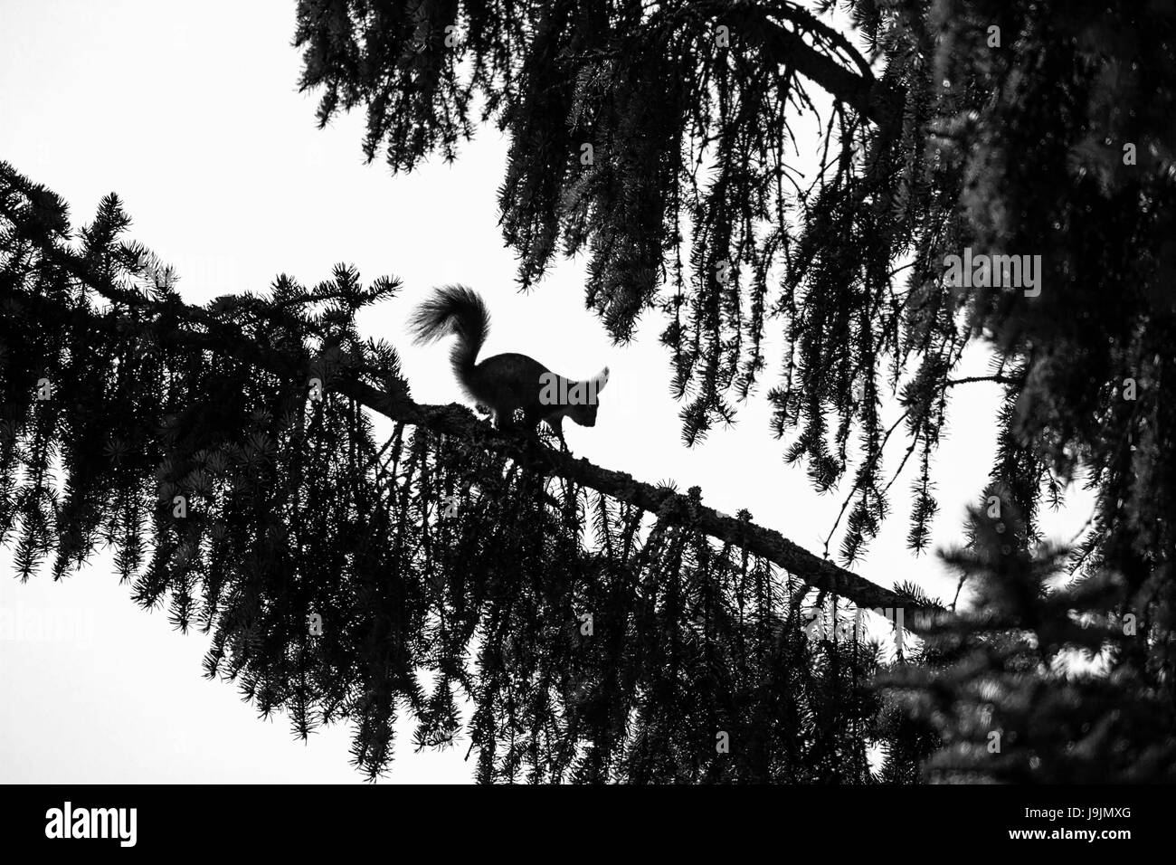 Écureuil rouge sur un spruche branch Banque D'Images
