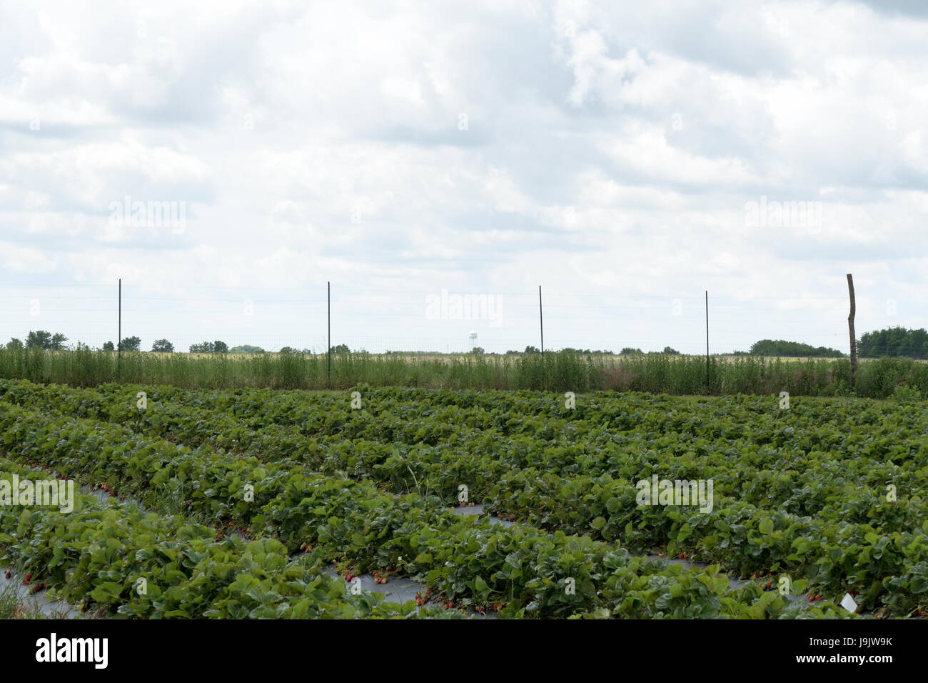 Strawberry Field Landscape Banque D'Images