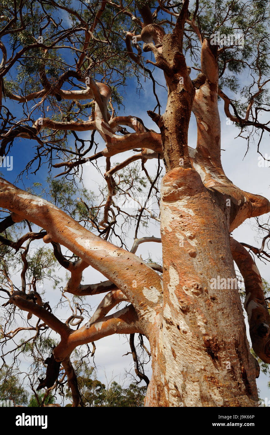 Chevaux sauvages dans la région de Pilbara en Australie-Occidentale Banque D'Images