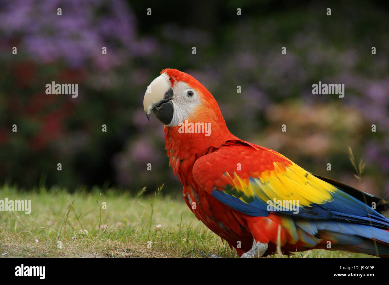 Oiseau Oiseaux Couleur Perruche Perroquet Couleurs