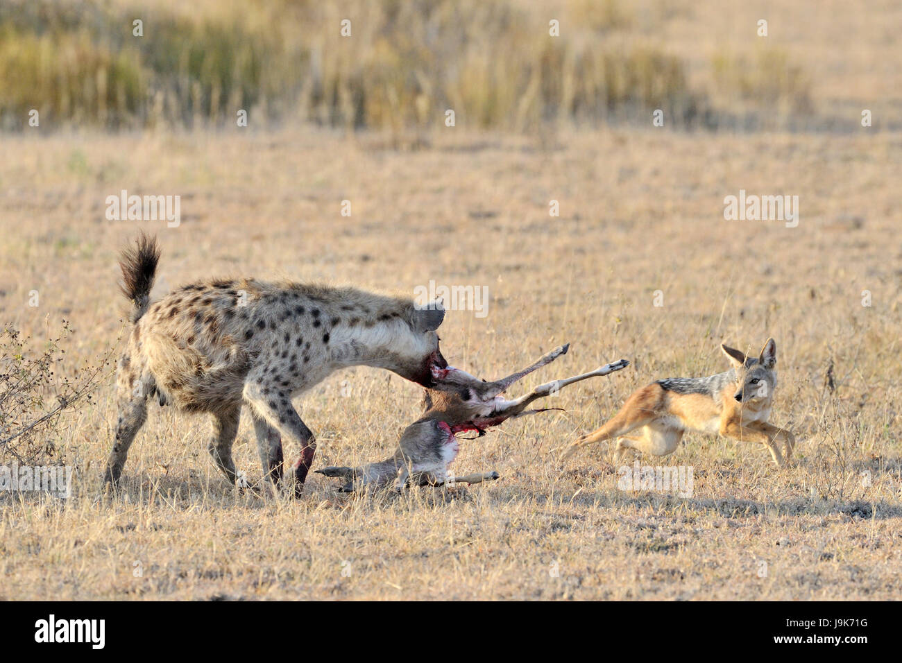 L'Hyène tachetée (Crocuta crocuta) et le chacal (Canis mesomelas) luttant pour la Gazelle de Thomson, le Parc National du Serengeti, Tanzanie. Banque D'Images
