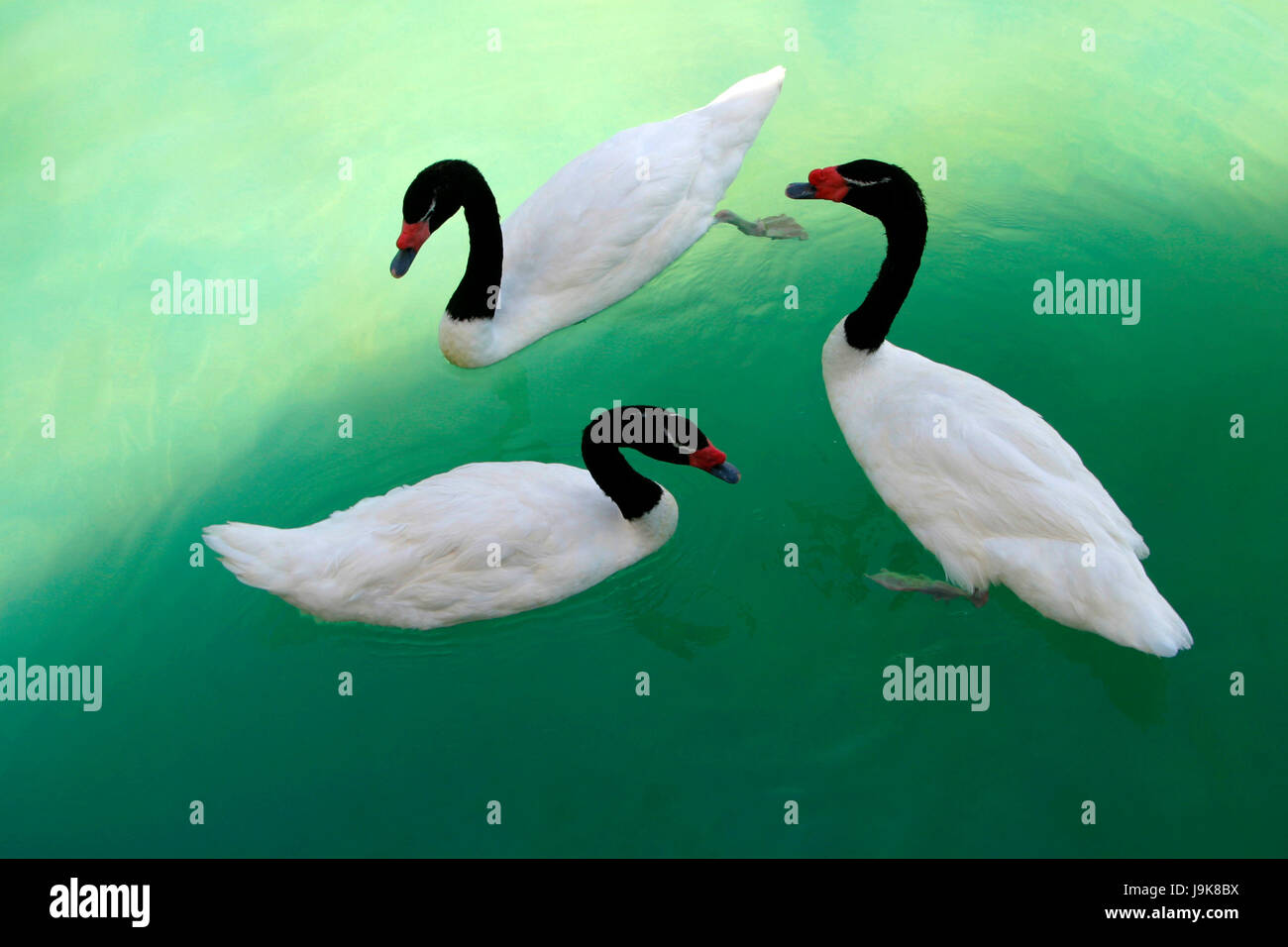 Bird, Swan, zoo, paisible, l'harmonie, l'eau douce, le lac, la navigation intérieure, l'eau, Banque D'Images