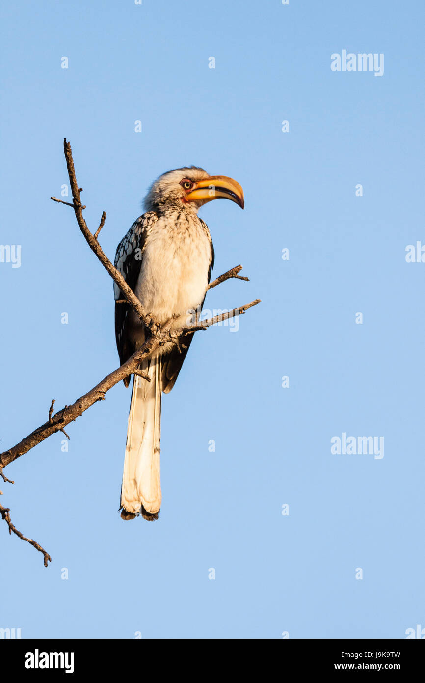Oiseau, oiseaux, vertical, de l'Afrique, la nature, les animaux, d
