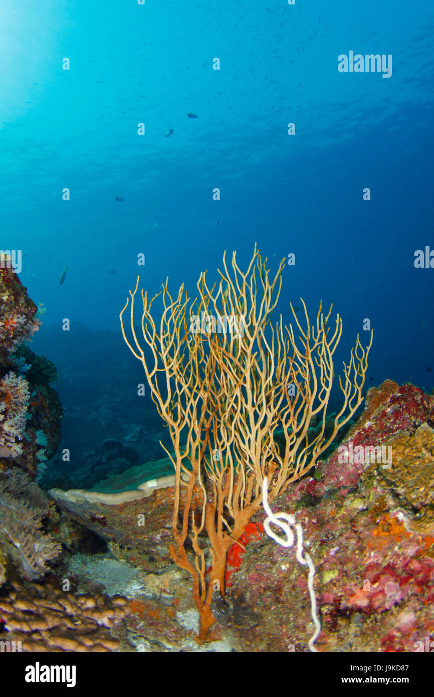 La mer Jaune corail fouet debout contre l'eau cristalline de l'eau dans la mer d'Andaman, Thaïlande Banque D'Images