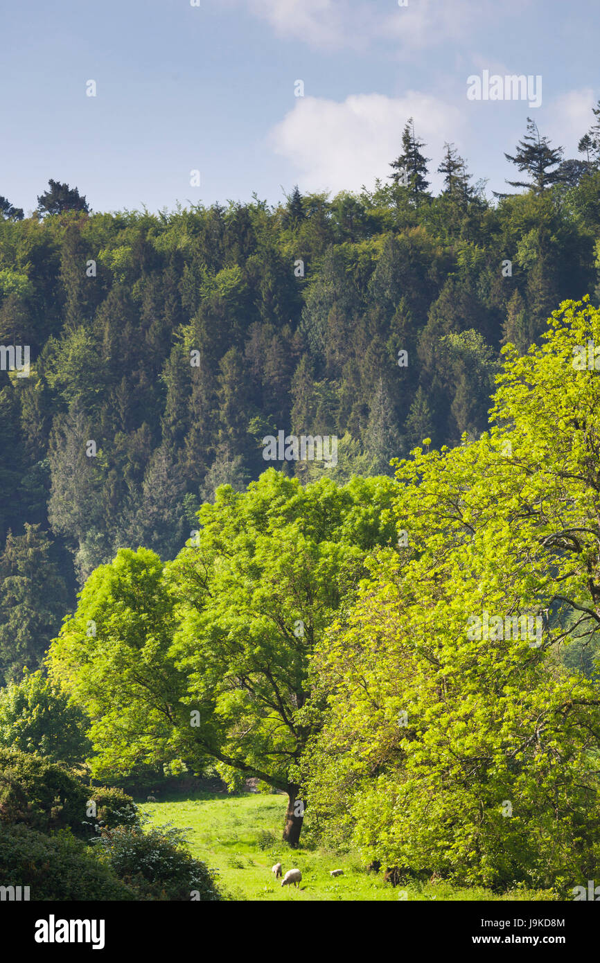L'Irlande, comté de Kilkenny, TOTNES, Paysage de printemps Banque D'Images