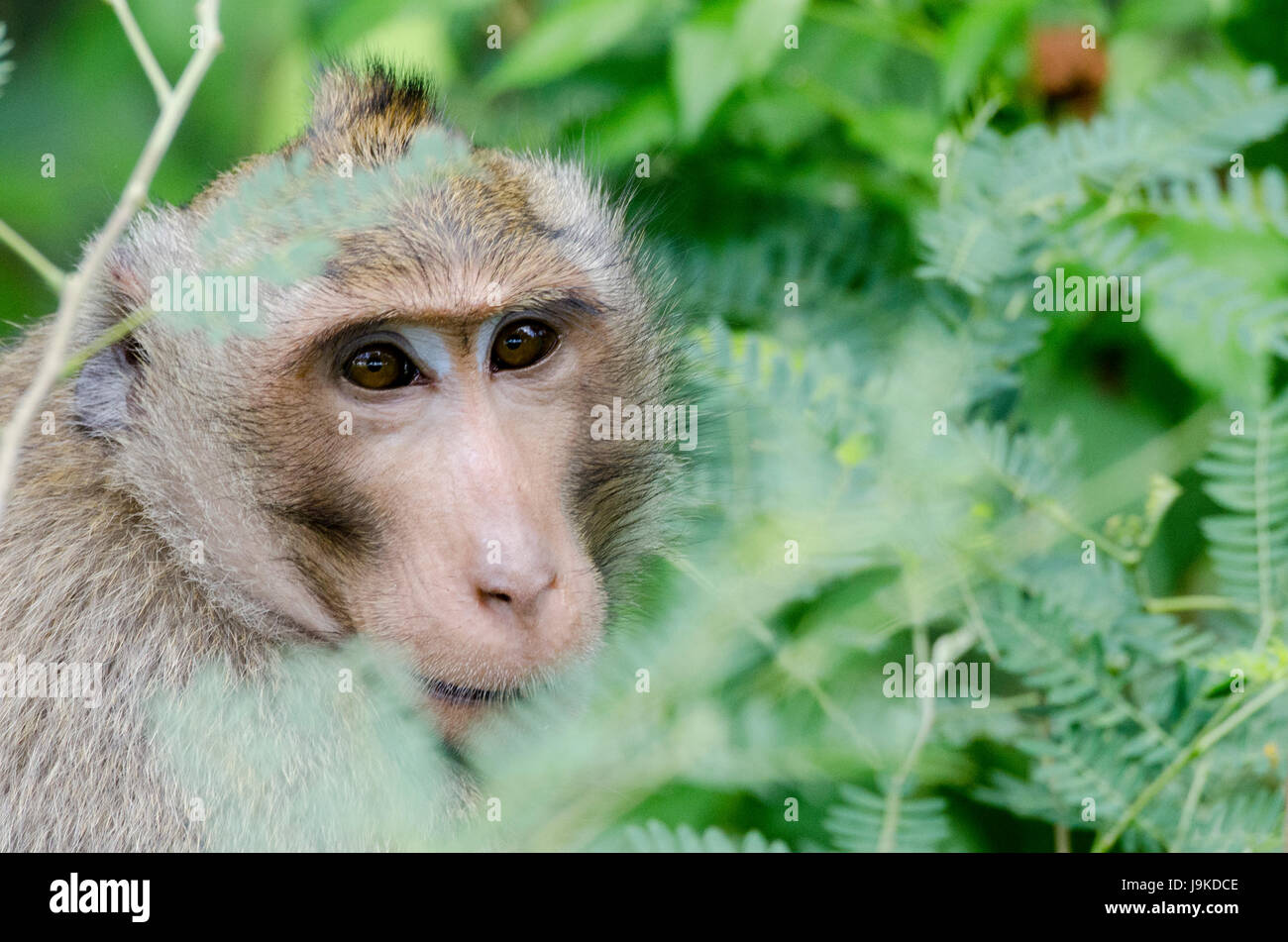 Un crabe adultes-eating macaque (Macaca fascicularis) ou macaque à longue queue se cachant dans de grands buissons en Thaïlande Banque D'Images