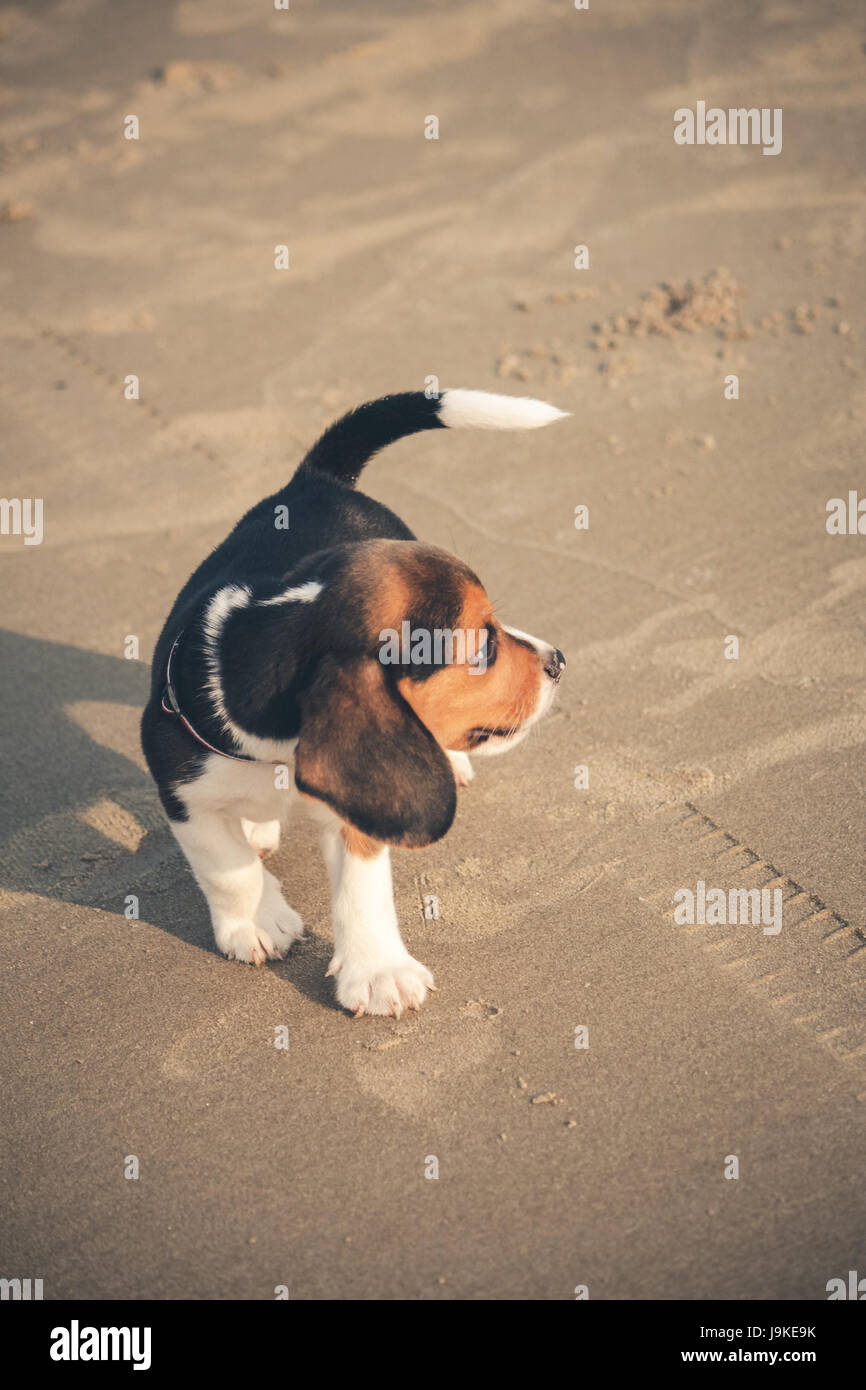 Petit mignon chiot beagle chien marcher sur la plage et à l'avant Banque D'Images