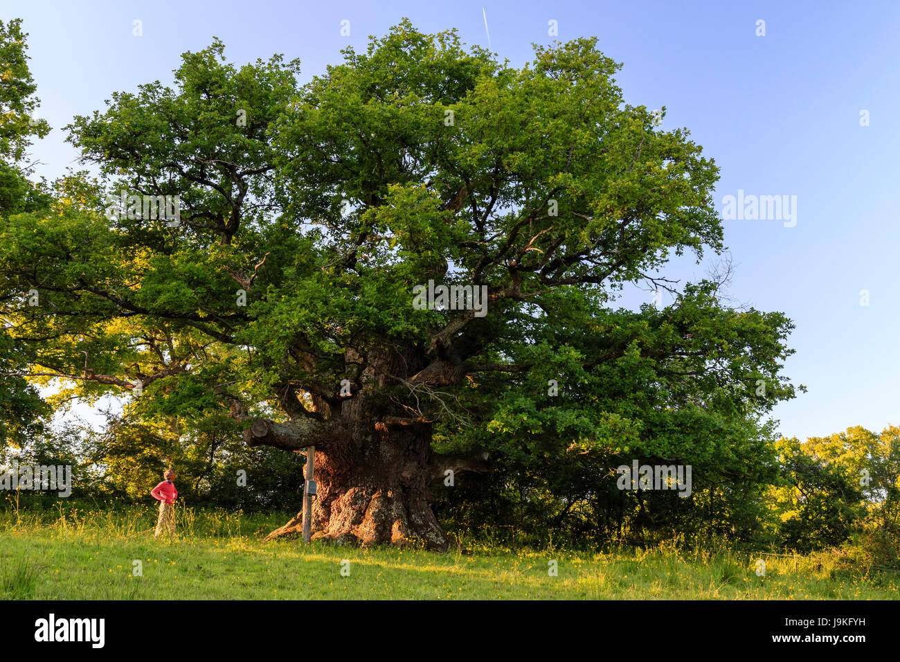 France, Indre, Saint Civran, vieux chêne remarquable de la bitte (localité) Banque D'Images