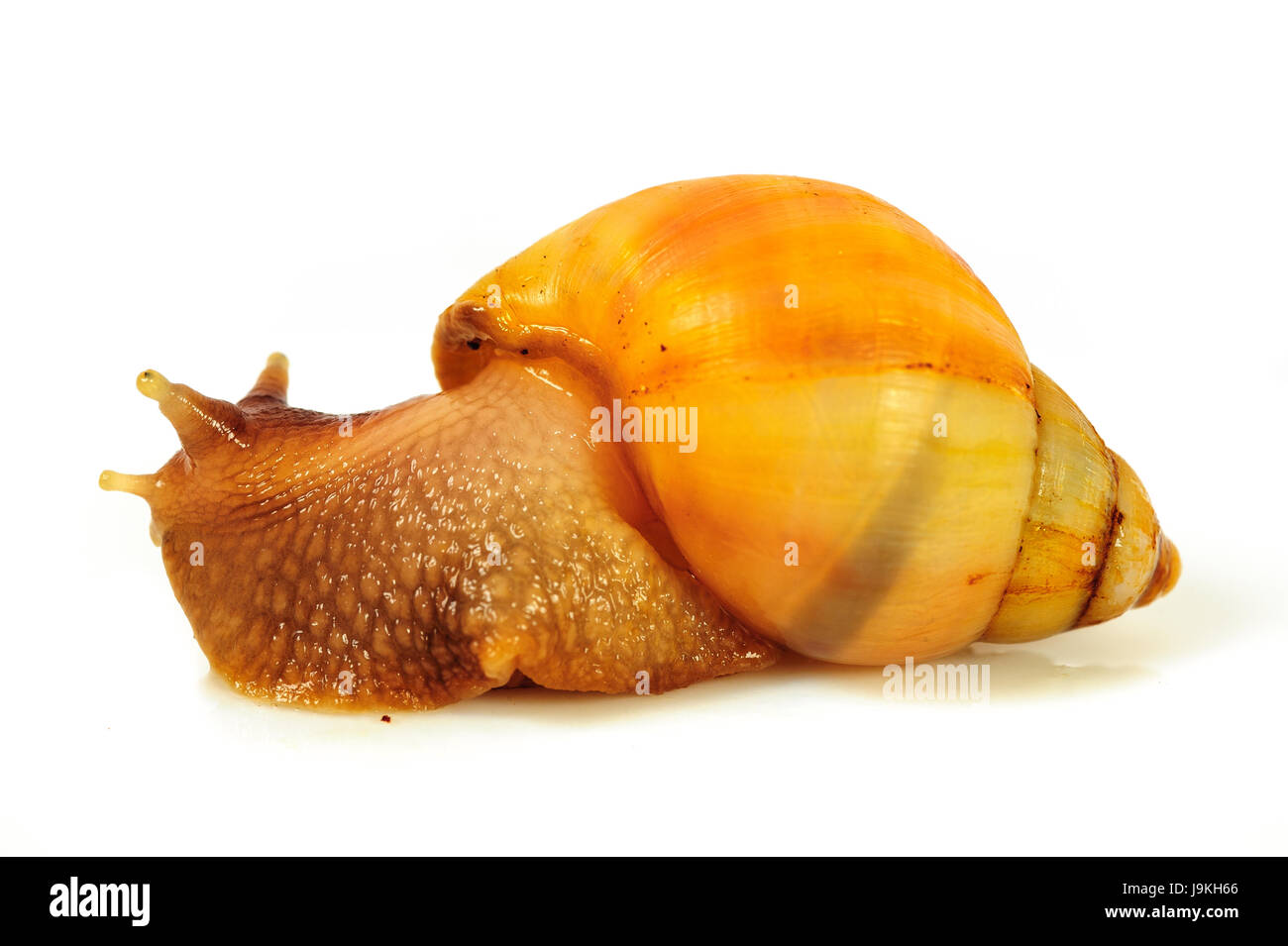 Escargot unique avec une belle coloration shell,nice,close up isolé sur fond blanc Banque D'Images