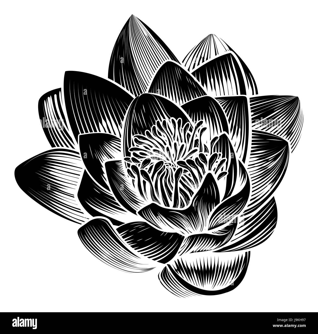 Un twin 20 nénuphar fleur de lotus dans un style vintage gravure sur bois Gravure gravée Banque D'Images
