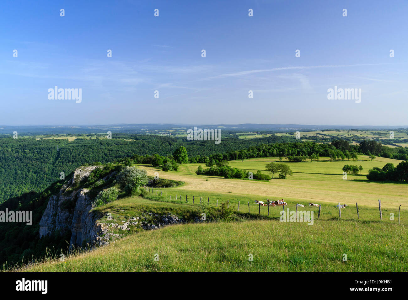 France, Doubs, Mouthier Haute Pierre, Roche de Hautepierre, les pâturages et les vaches de race vaches montbéliardes exclusivement Banque D'Images