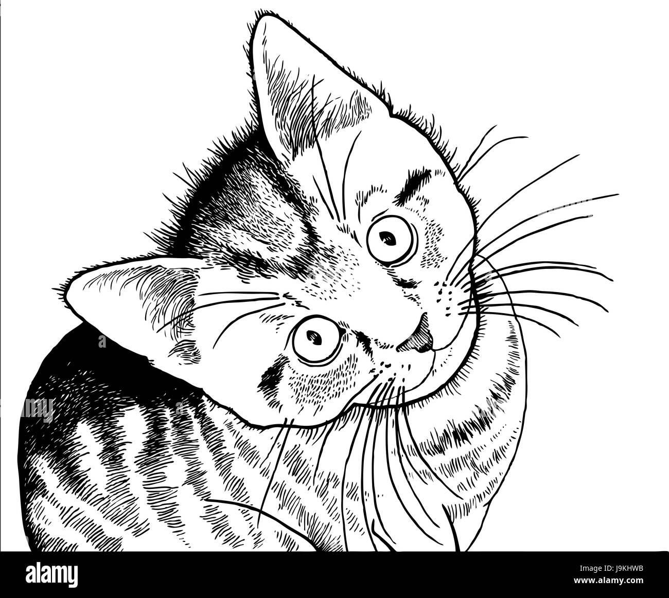 Dessin Photo Photo Image Copie Deduction Bebe Chat Chaton Adorable Photo Stock Alamy