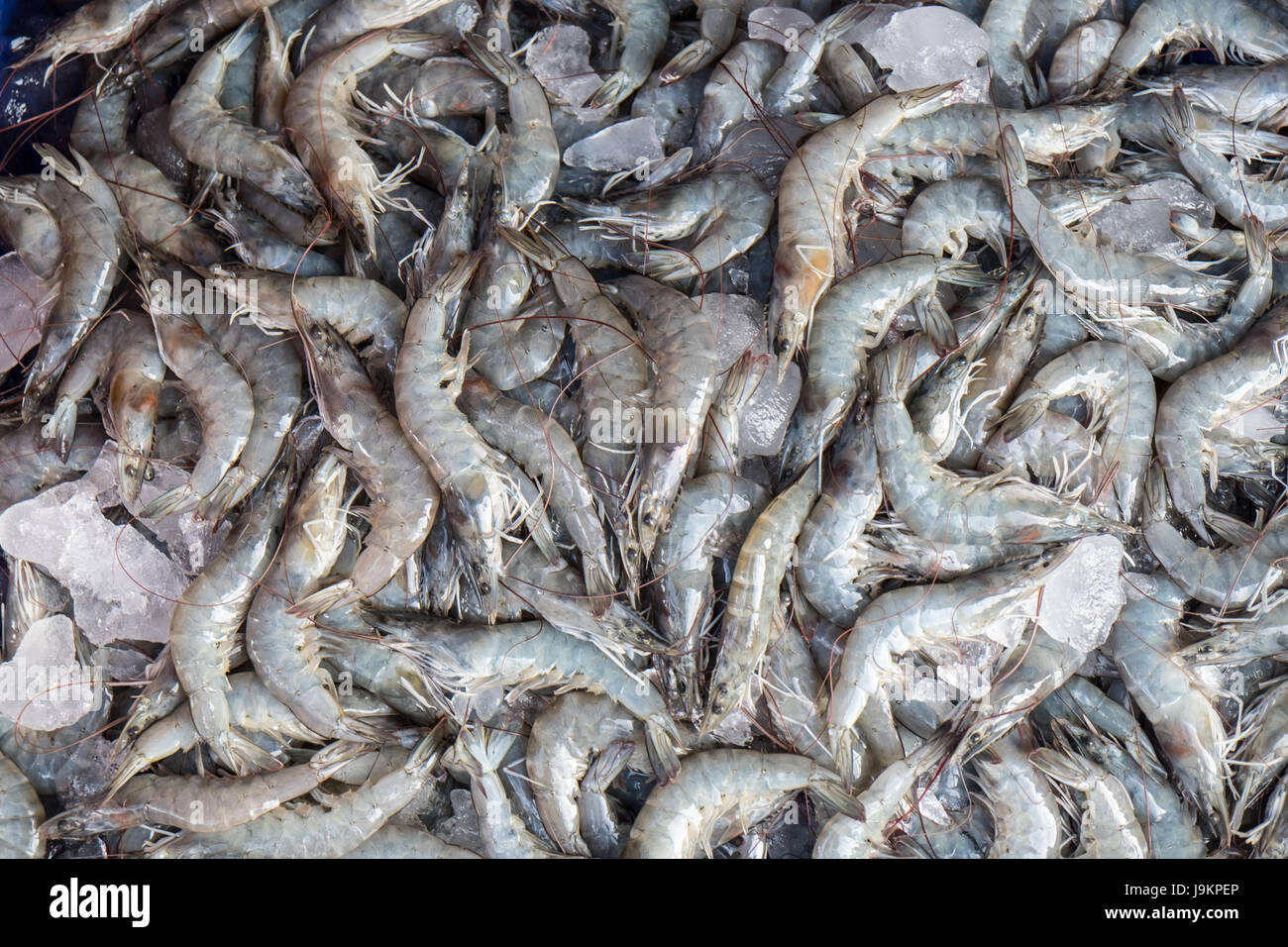 Crevettes fraîches au marché pour vendre Banque D'Images