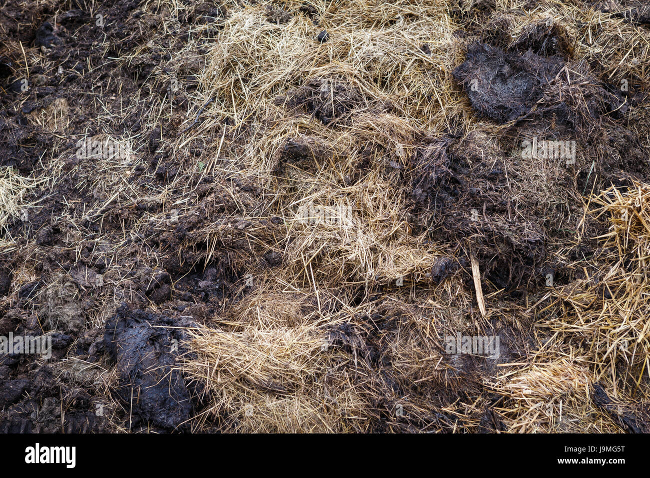 Fumier de vache mélangé avec hay Banque D'Images