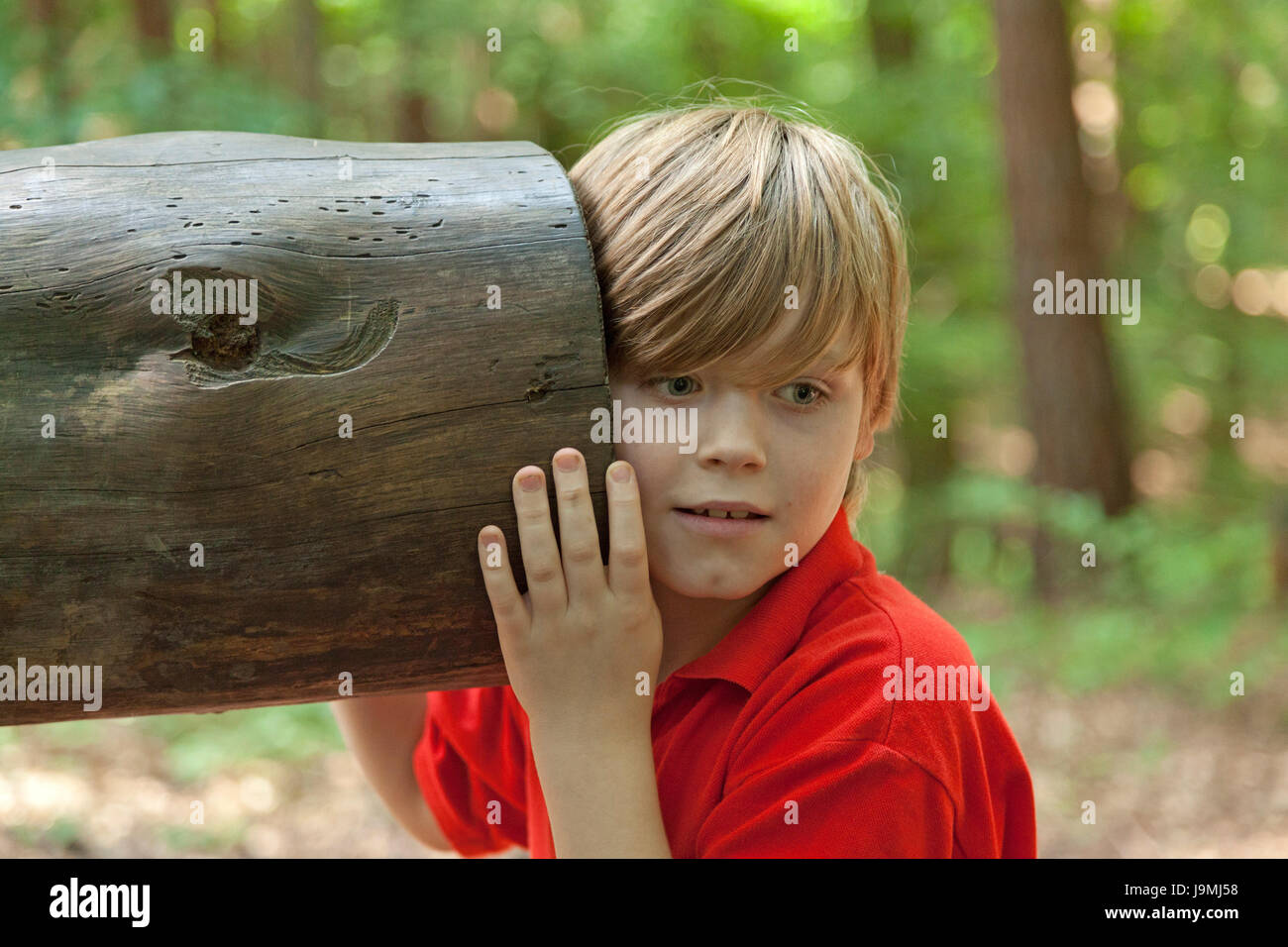 Garçon écoute sur tronc d'arbre creux, Egestorf, Basse-Saxe, Allemagne Banque D'Images
