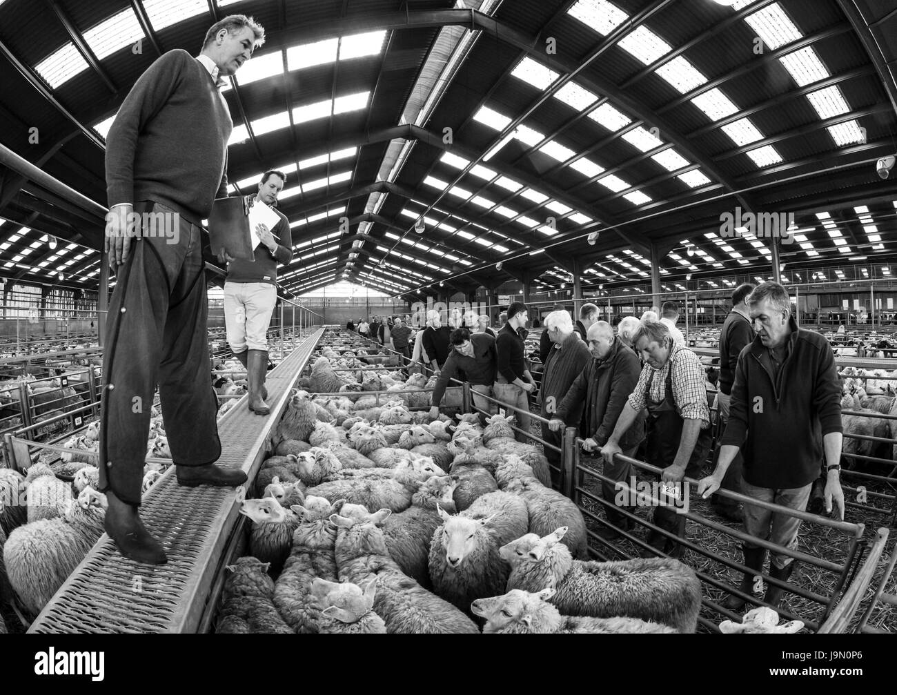 Commissaire-priseur vendant des moutons moutons aux agriculteurs à des ventes chez Hobbs Parker, façon marché Monument, Ashford, Kent Banque D'Images
