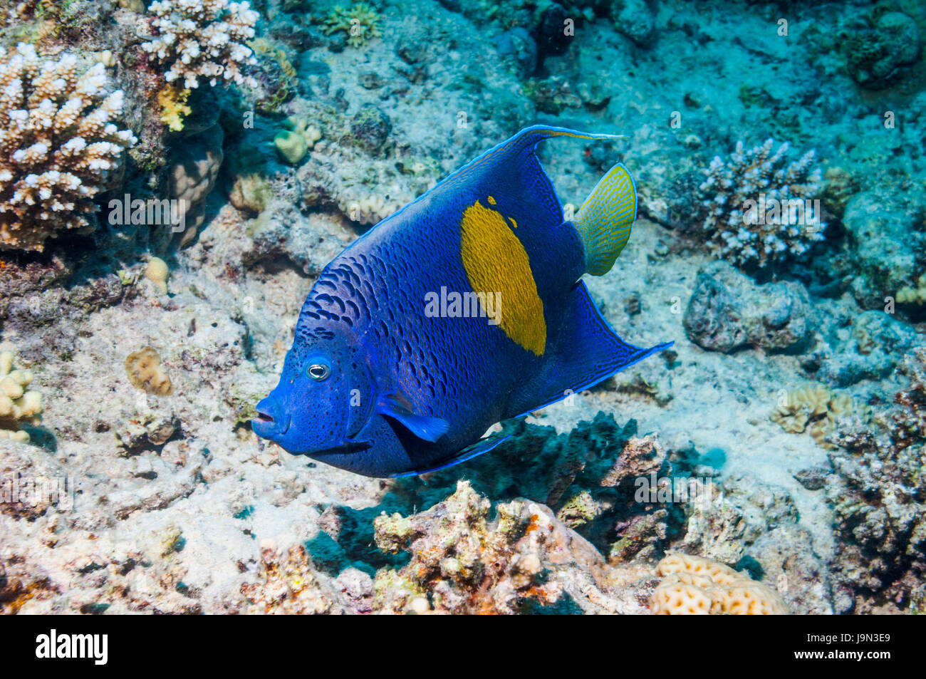 Angelfish Pomacanthus maculosus Yellowbar []. L'Egypte, Mer Rouge. Banque D'Images