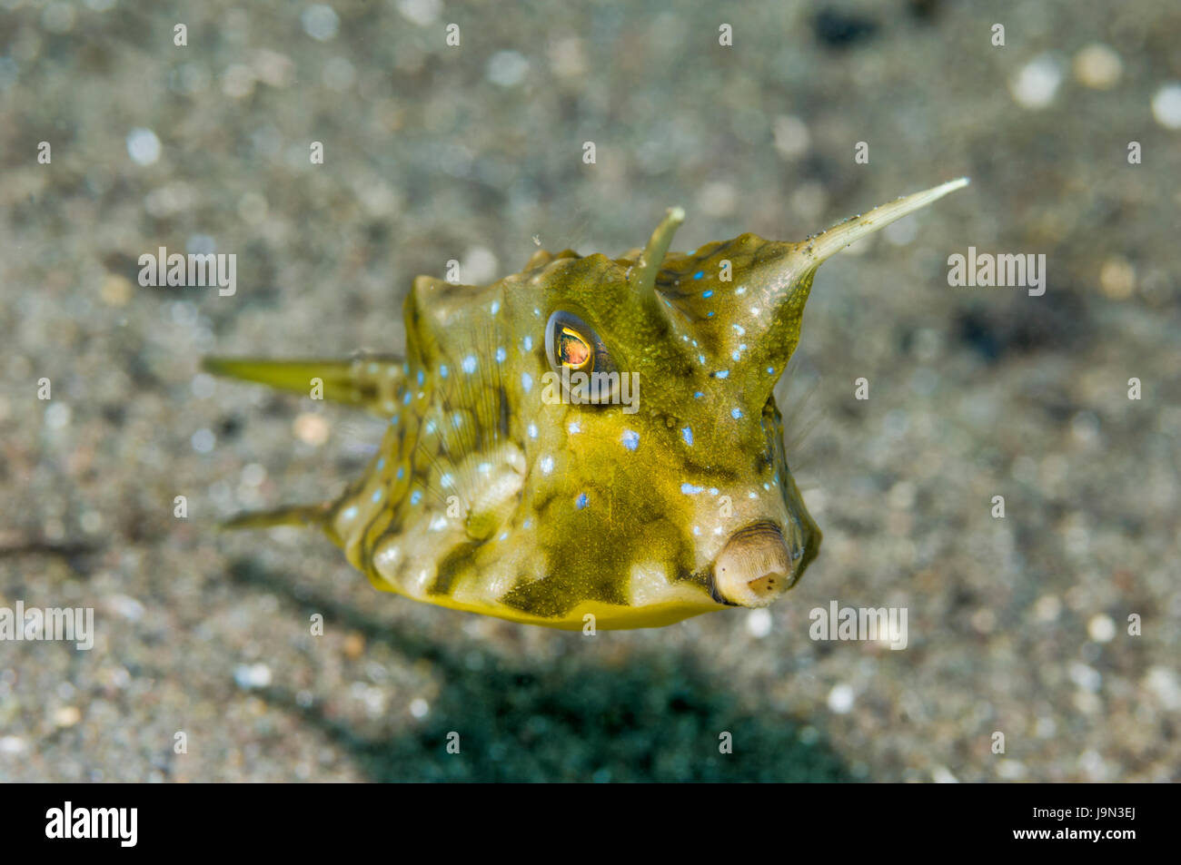 [Lactoria cornuta cowfish Longhorn]. Le Parc National de Komodo, en Indonésie. Banque D'Images