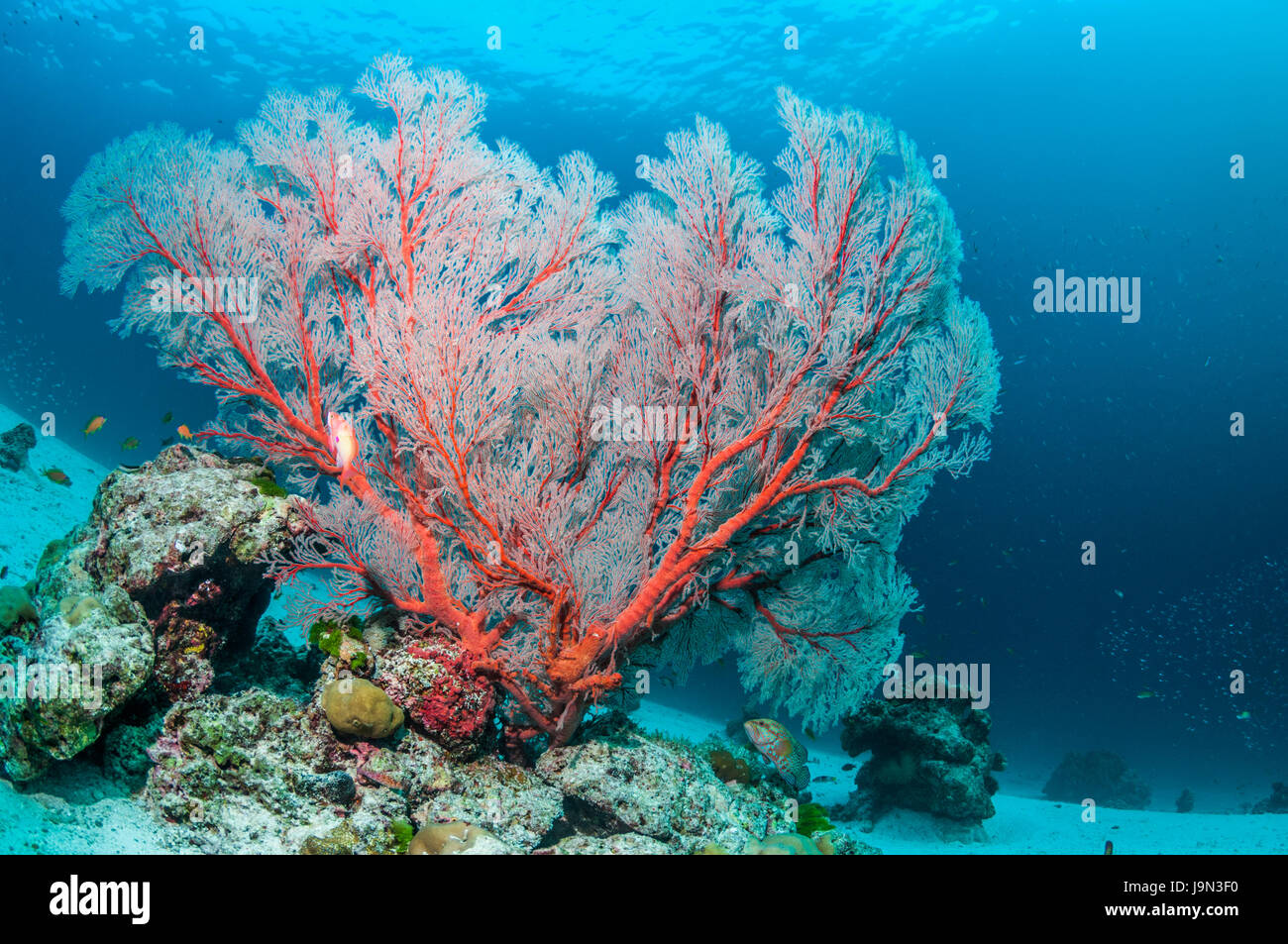 Sea fan gorgones [Melithaea sp.] îles Similan, la mer d'Andaman, en Thaïlande. Banque D'Images