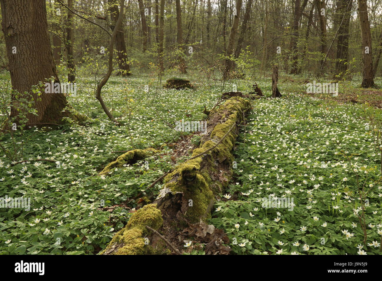 Parc national du Hainich, forêt de hêtres, la protection de l'Allemagne Banque D'Images