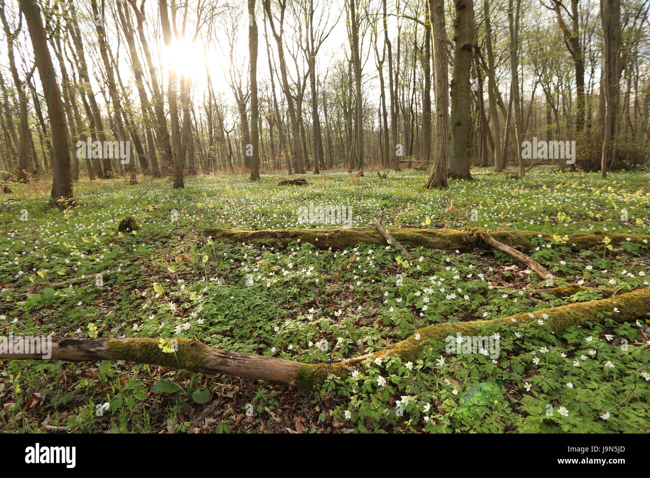 Parc national du Hainich, forêt de hêtres, la protection de l'Allemagne Banque D'Images