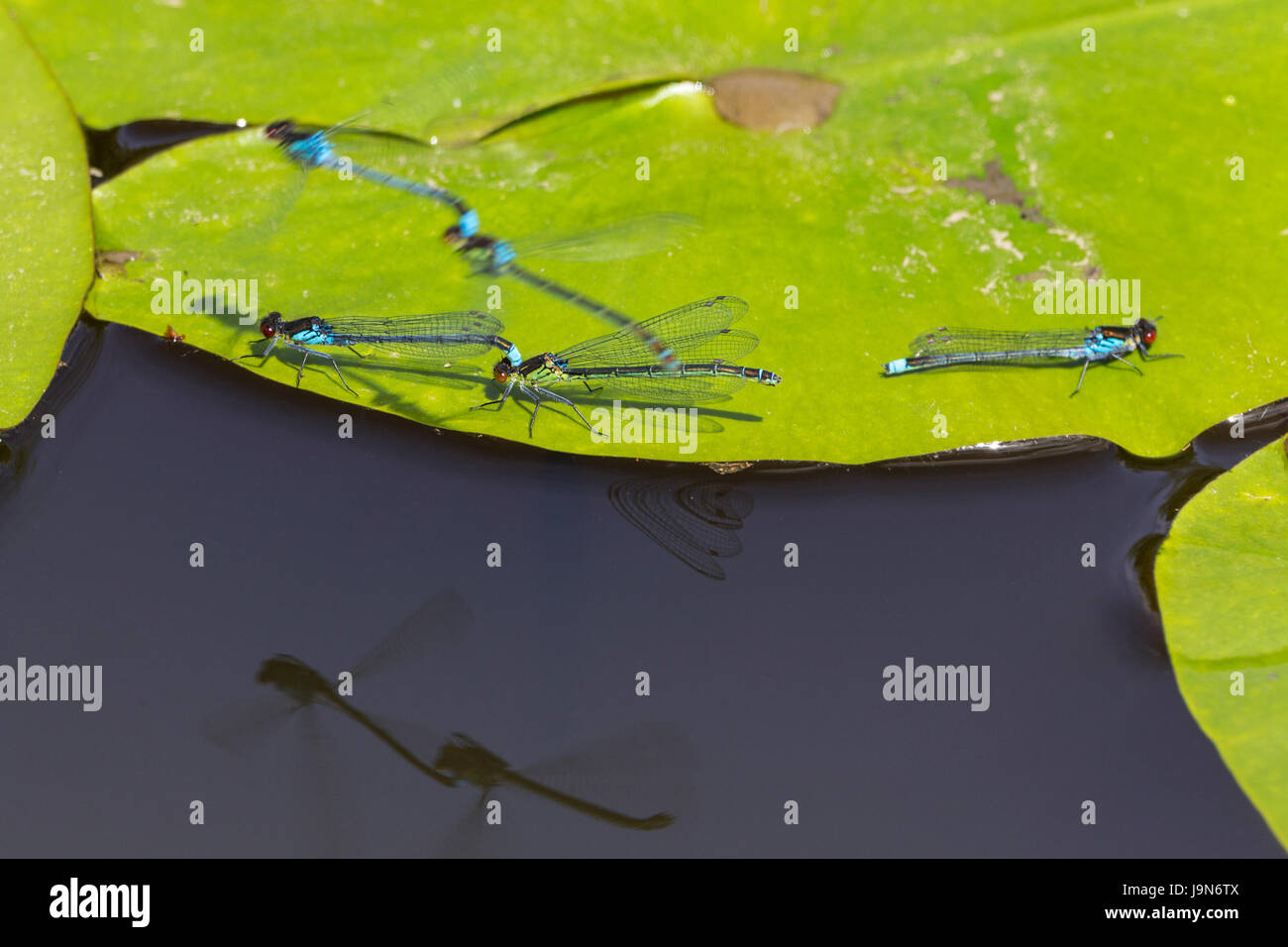 Les demoiselles d'Ischnura elegans à queue bleue associée au cours de l'accouplement sur l'eau sur lilly pads corps noir embout bleu sur le segment de l'abdomen 8 yeux composés Banque D'Images