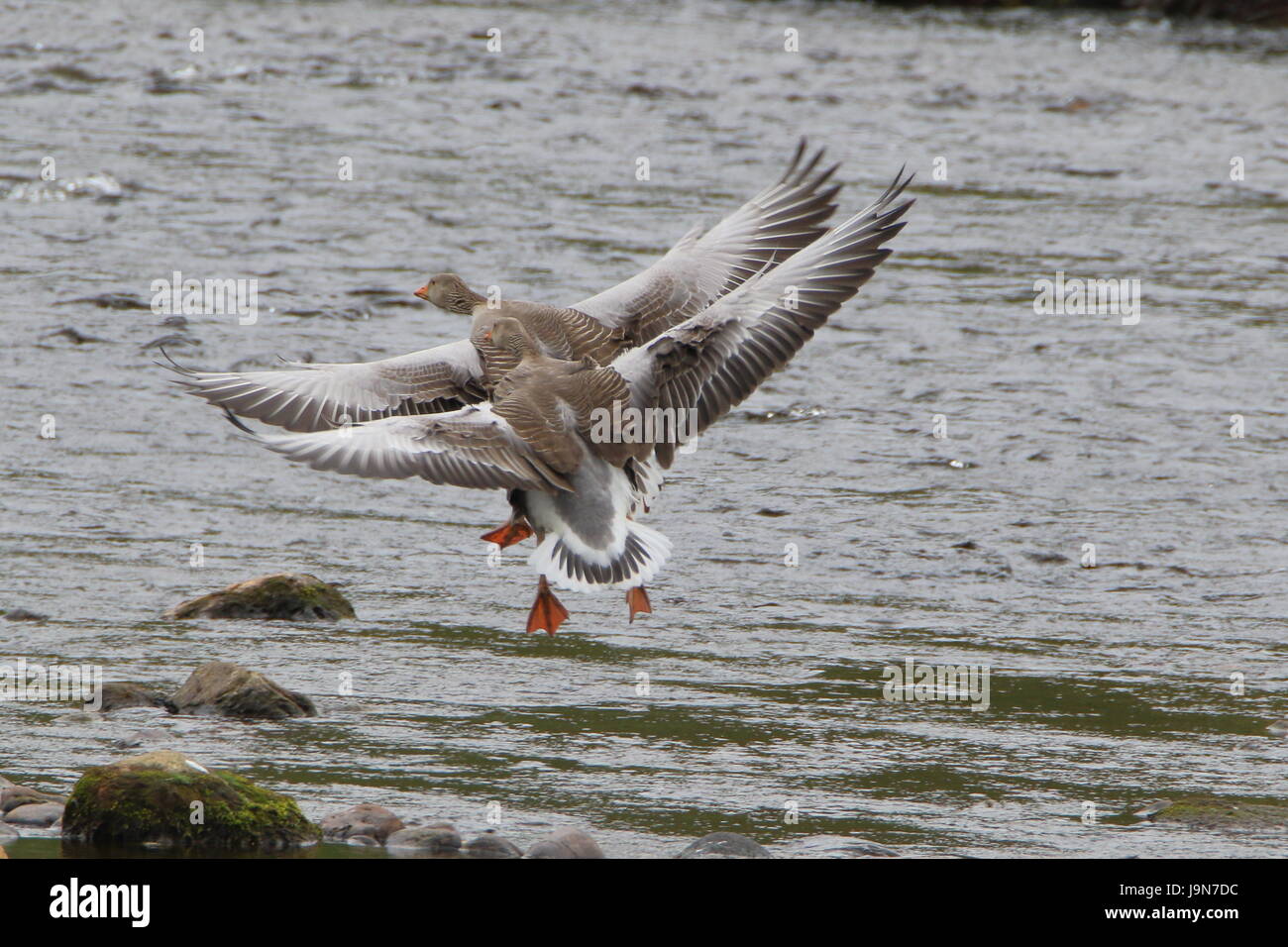 Synchronisation parfaite ! Flying oies cendrées (Anser anser ) entrée en terre en tandem sur la rivière Helmsdale à Sutherland ; l'Ecosse. UK. Banque D'Images