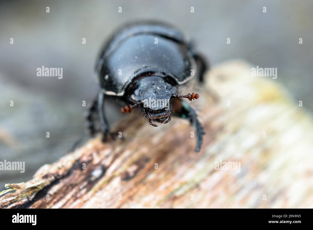 Close-up de la DOR Beetle / Dumbledore Bousier Banque D'Images