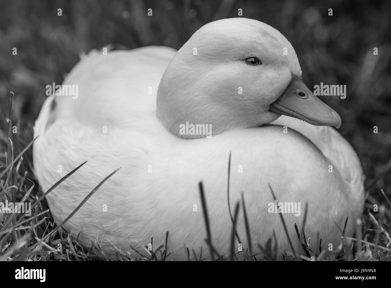 Homme Callduck / blanc Canard d'appel sur l'herbe Banque D'Images