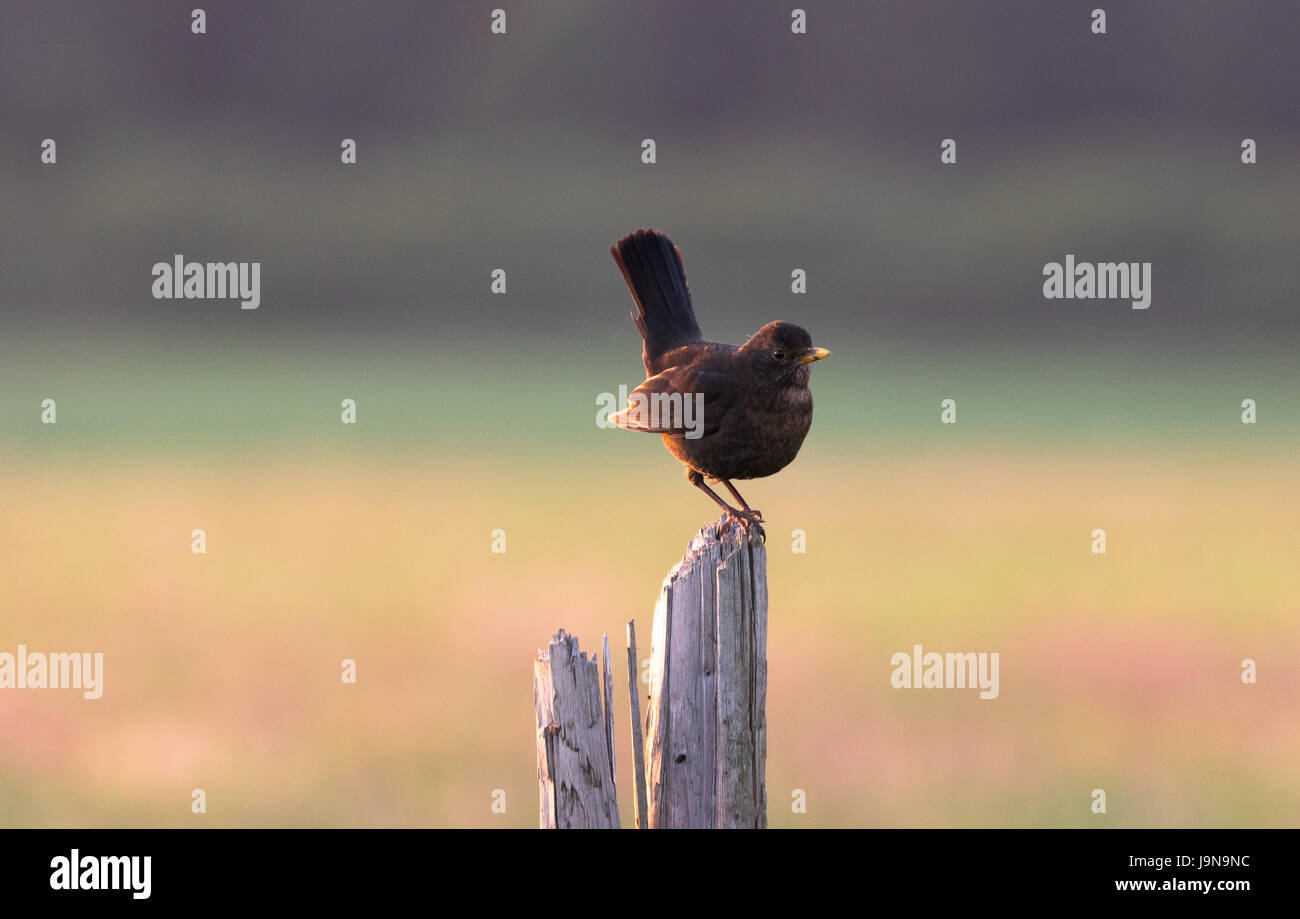 Blackbird on a wooden post Banque D'Images