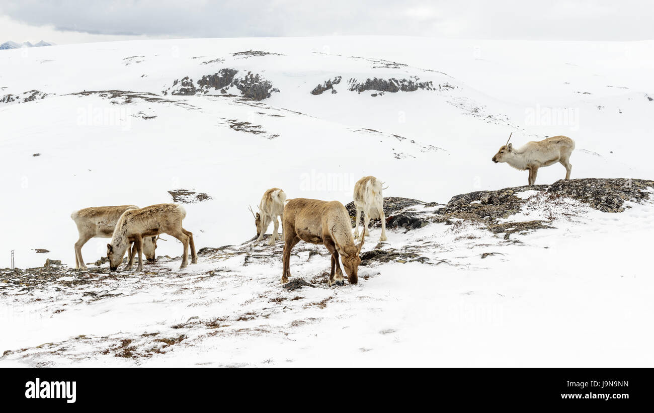 Un groupe de rennes dans la région montagneuse couverte de neige. Kjølen, Kvaløya, Tromsø, Norvège. Banque D'Images