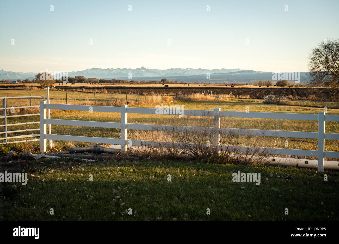 Champ d'or, white fence et ranch à la distance dans l'ouest du Colorado. Enneigés des montagnes San Juan dans la distance prise à Olathe, Colorado la mi Banque D'Images