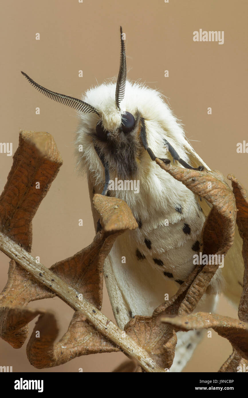 Hyponomeute du pommier blanc, Spilosoma lubricipeda, Monmouthshire, mai. Erebidae Famille Banque D'Images
