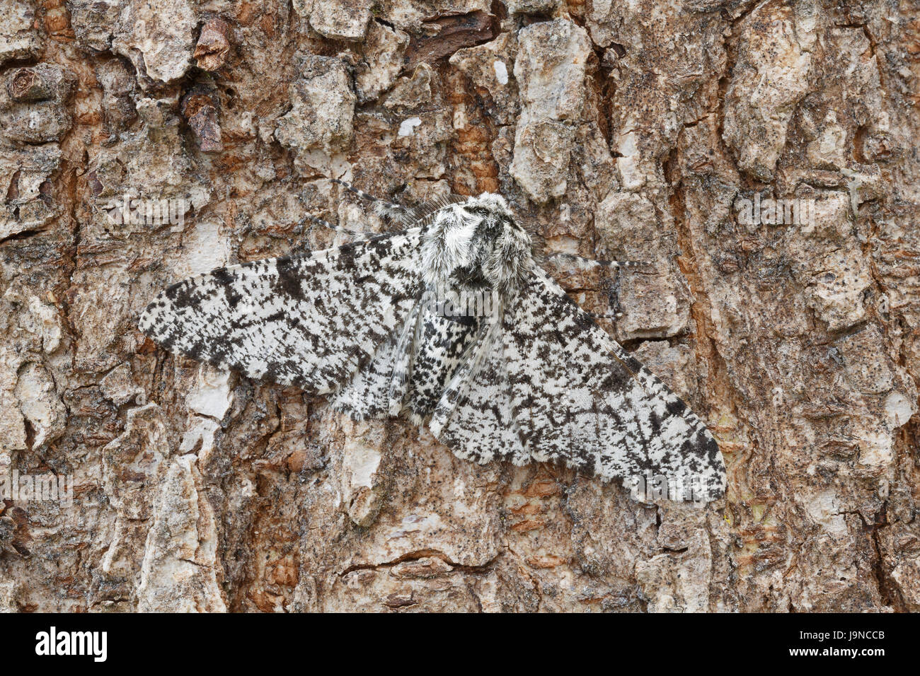 Truffée d'amphibien, Biston betularia, forme pâle, camouflée sur un tronc d'arbre, Monmouthshire, mai. Famille des Geometridae. Banque D'Images