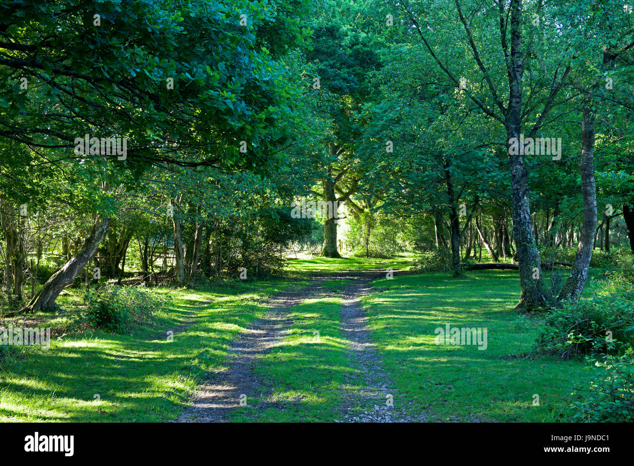 Hale Purlieu, Woodland Walk in the New Forest, Hampshire, Angleterre, Royaume-Uni Banque D'Images