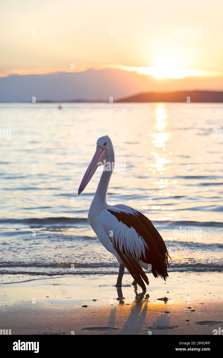 Pelican de Nelson Bay, en Australie. Banque D'Images