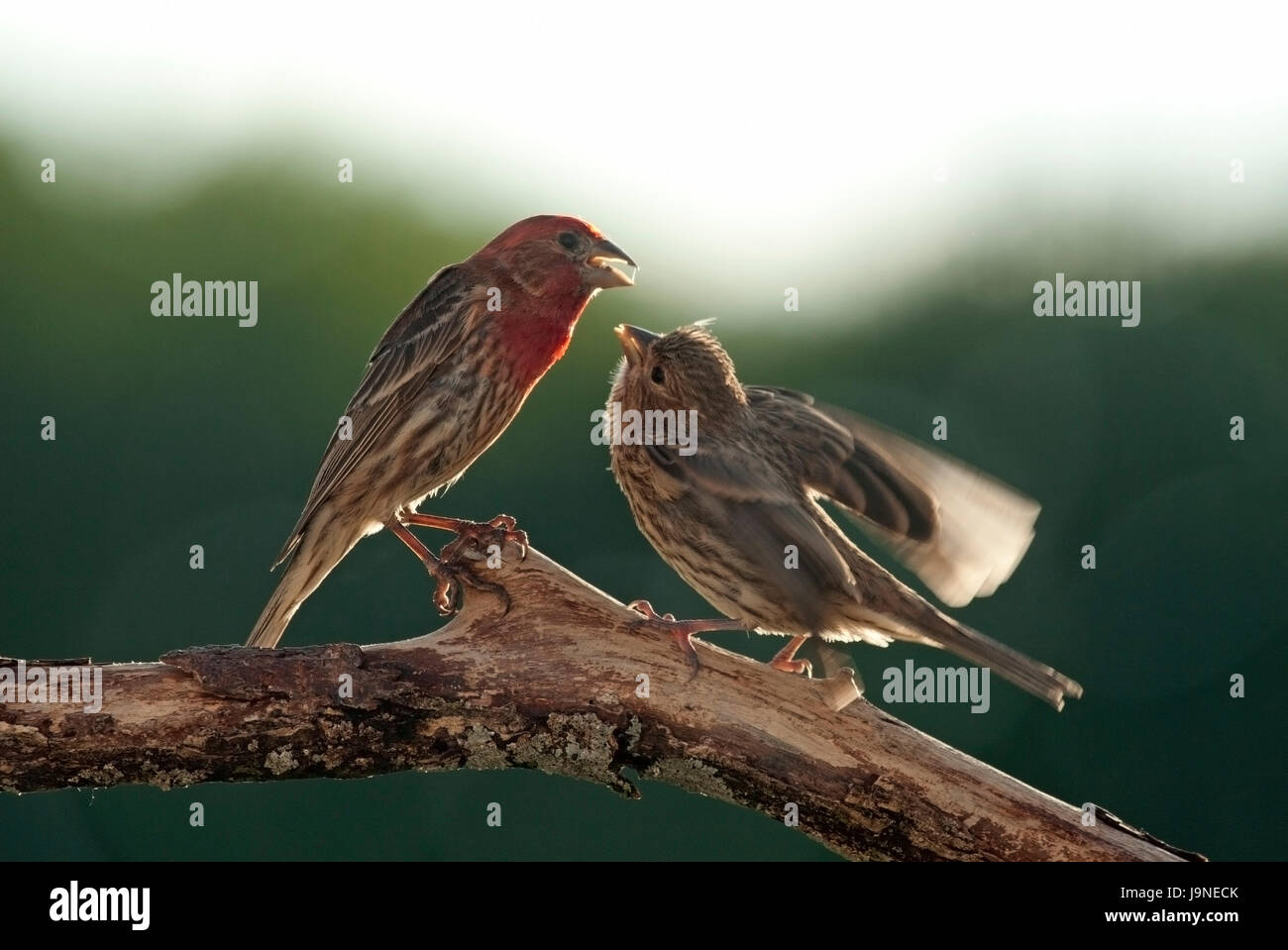 Bebe Oiseau Bat Des Ailes Banque D Image Et Photos Alamy