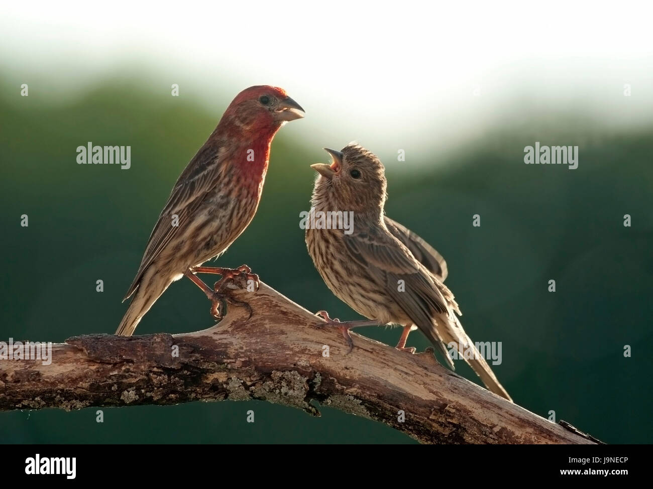 Chambre Bebe Rss Finch Photo Stock Alamy Chambre Bebe Rss Finch Photo Stock Alamy