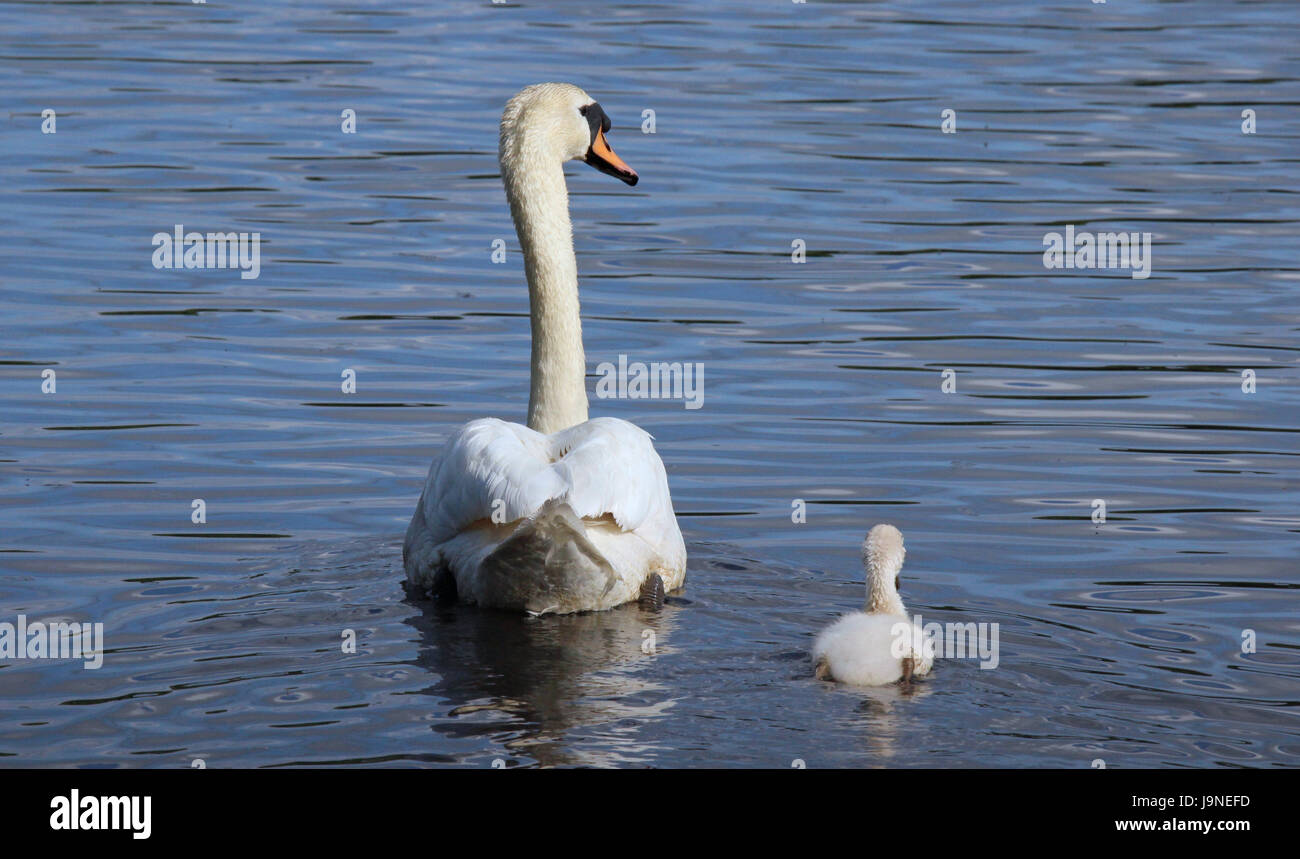 Un cygne muet de natation avec une cygnet Banque D'Images