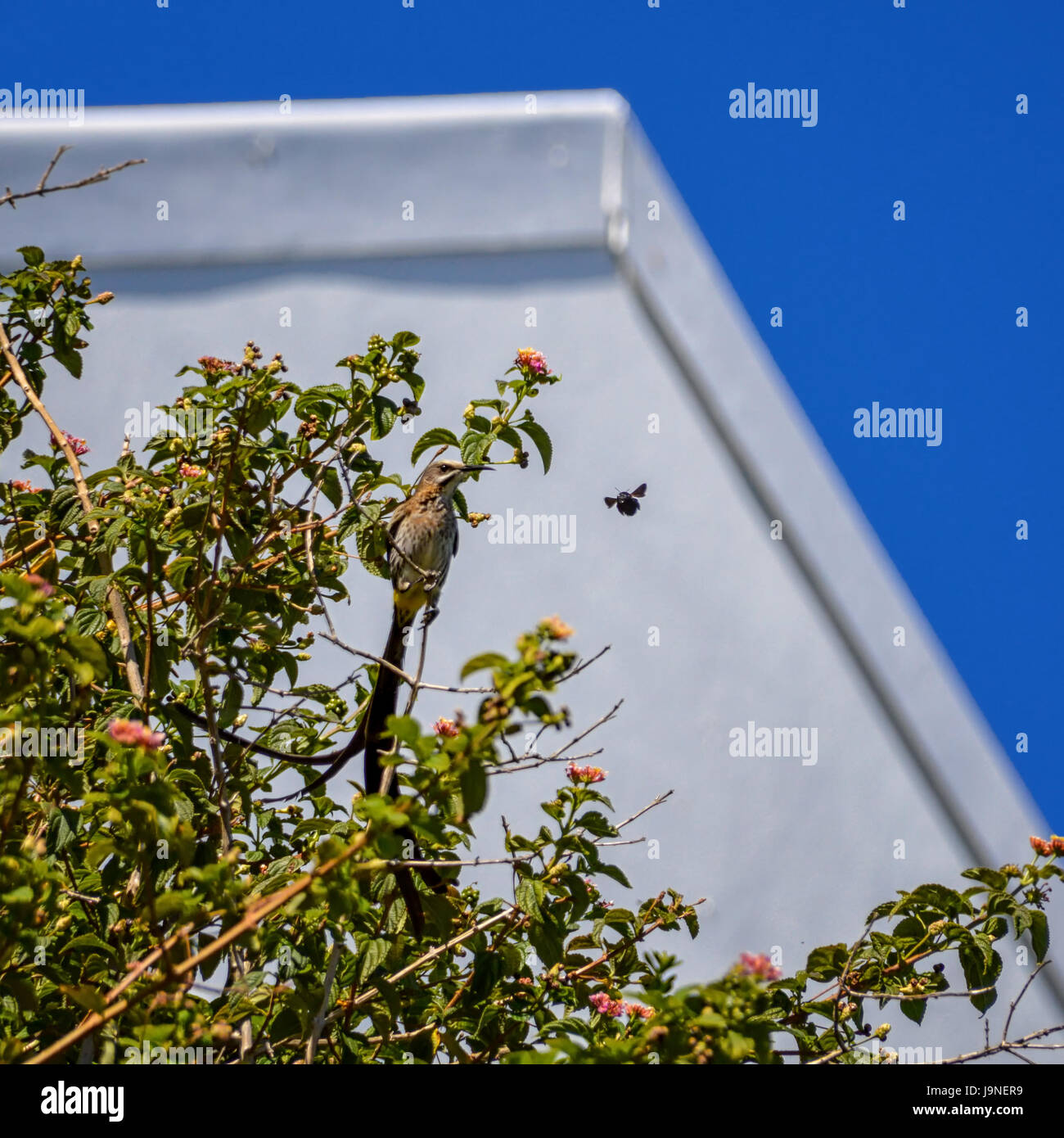 Cape Sugarbird harcelé par une abeille charpentière en Afrique australe Banque D'Images
