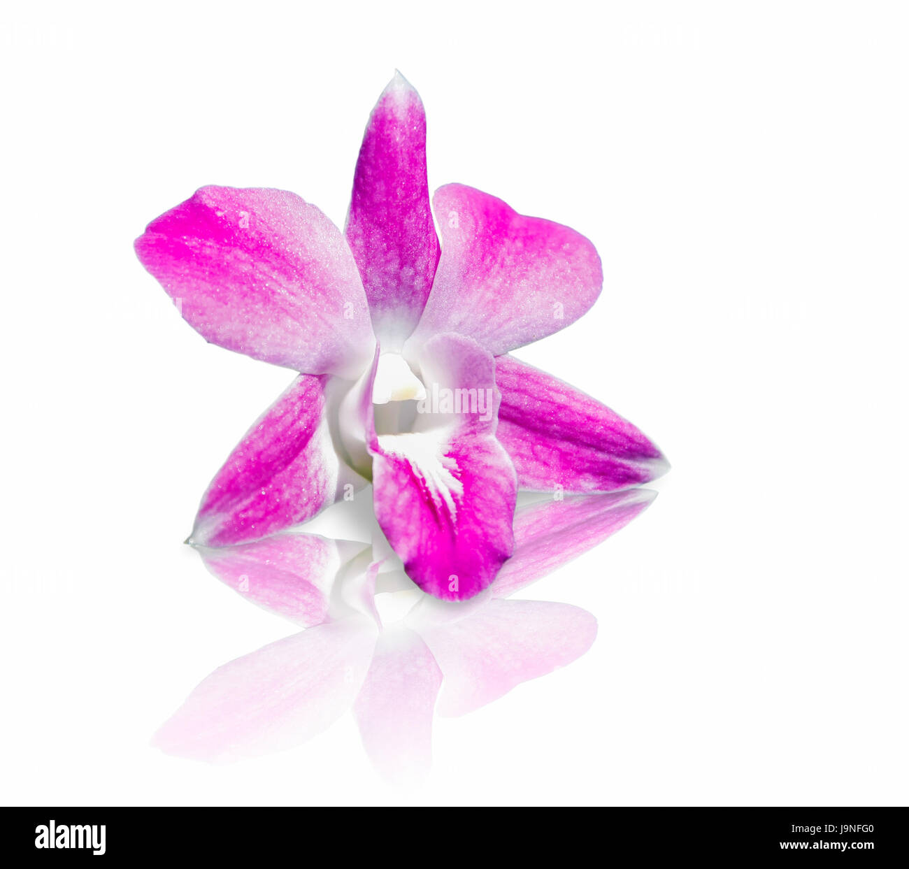Belles fleurs orchidées roses reflètent avec ombre sur un sol en verre Banque D'Images