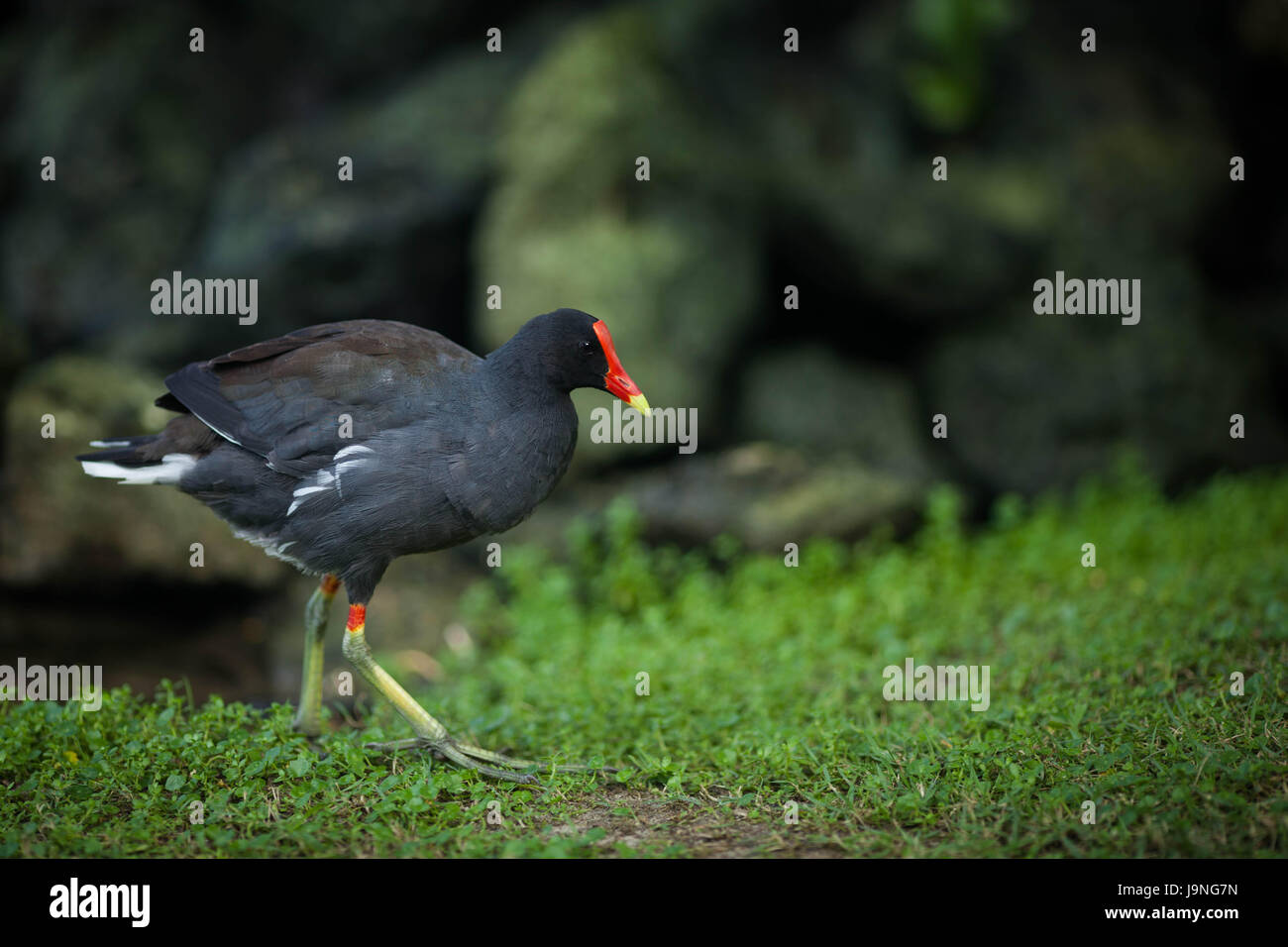 Un Oiseau Noir Avec Un Bec Rouge Promenades Dans Le Parc De