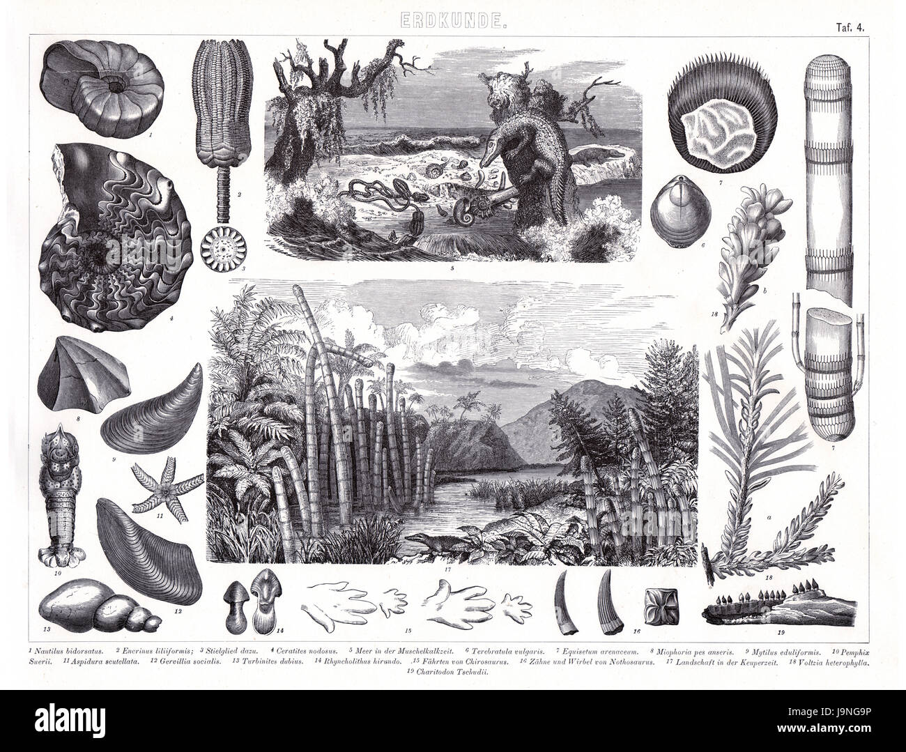 1874 atlas encyclopédie allemande antique print : plantes et animaux de la Terre primitive périodes géologiques, cambrien, jurassique et autres. Banque D'Images