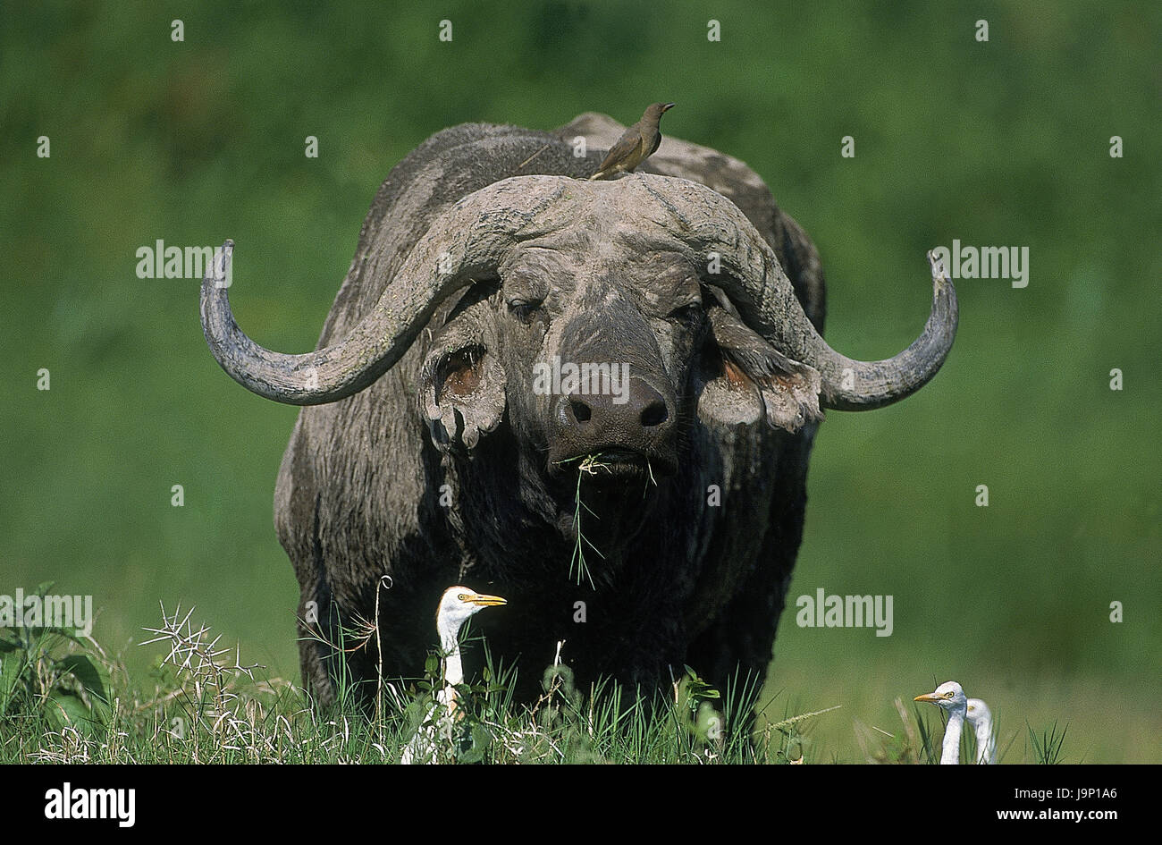 Buffle d'Afrique, Syncerus caffer,vache,hacker mouche,Heron parc Masai Mara, Kenya, Banque D'Images