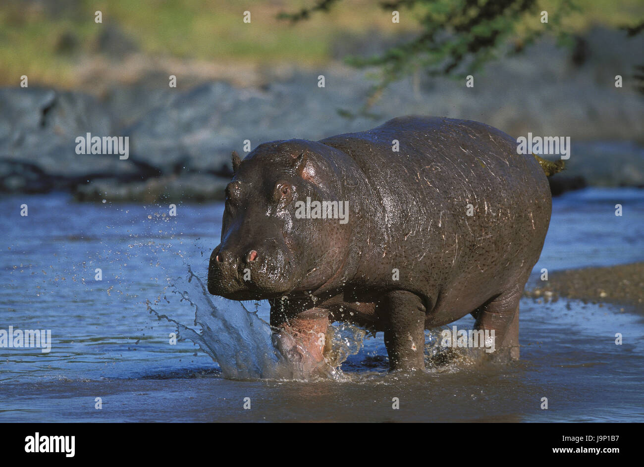 Cheval du Nil,Hippopotamus amphibius,eau,Parc de Masai Mara, Kenya, Banque D'Images