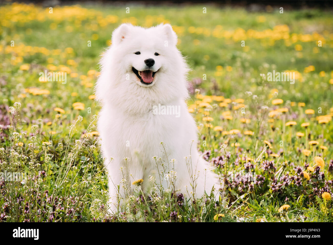 Young Happy Smiling White Samoyède chien ou Bjelkier, Smiley, Sammy assis en plein air printemps vert prairie avec des fleurs jaunes. Animal ludique à l'extérieur. Banque D'Images
