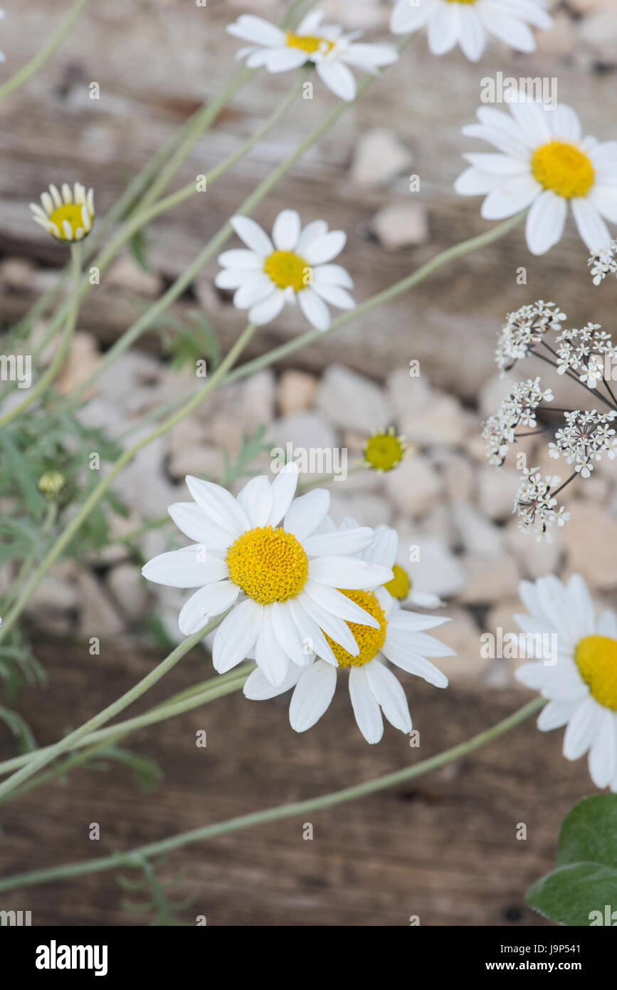 Anthemis punctata subsp. Cupaniana. Camomille sicilienne Banque D'Images